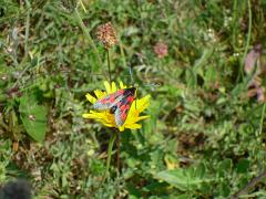 20 6 spot burnet